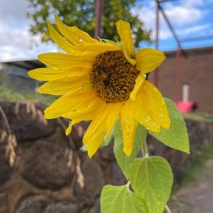 Meet your Posher, Tenisha